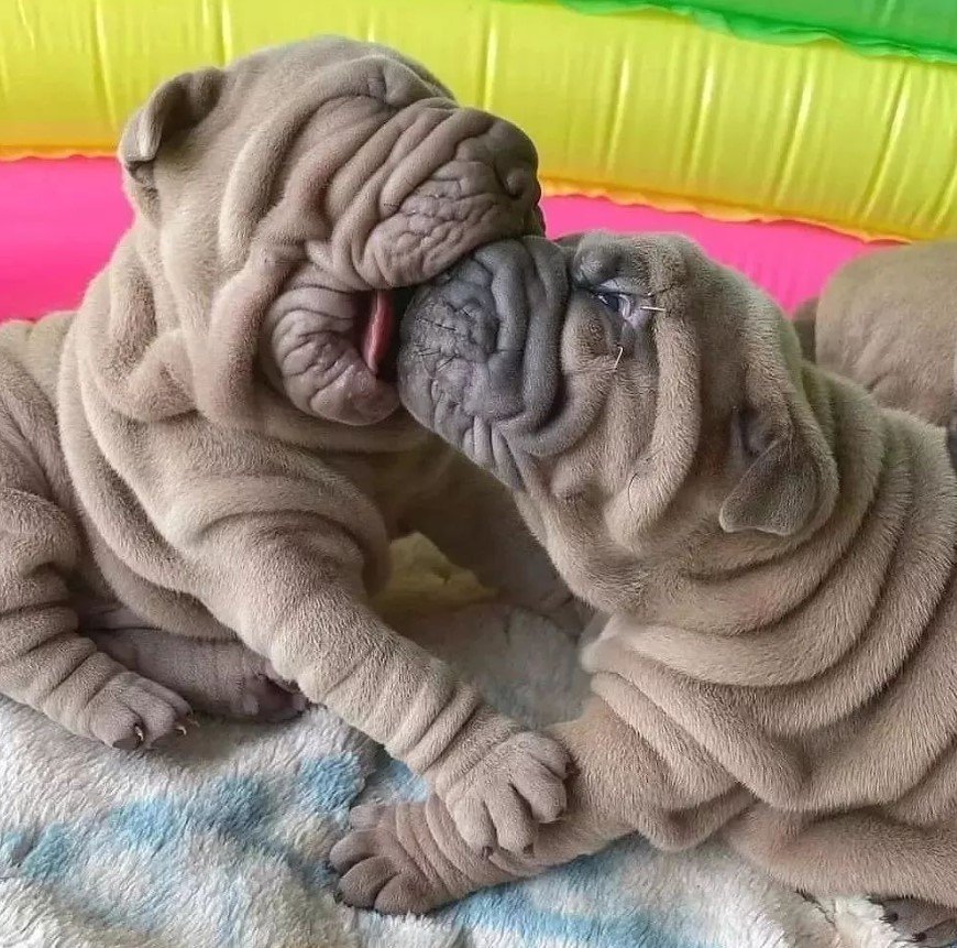 Various adorable puppies