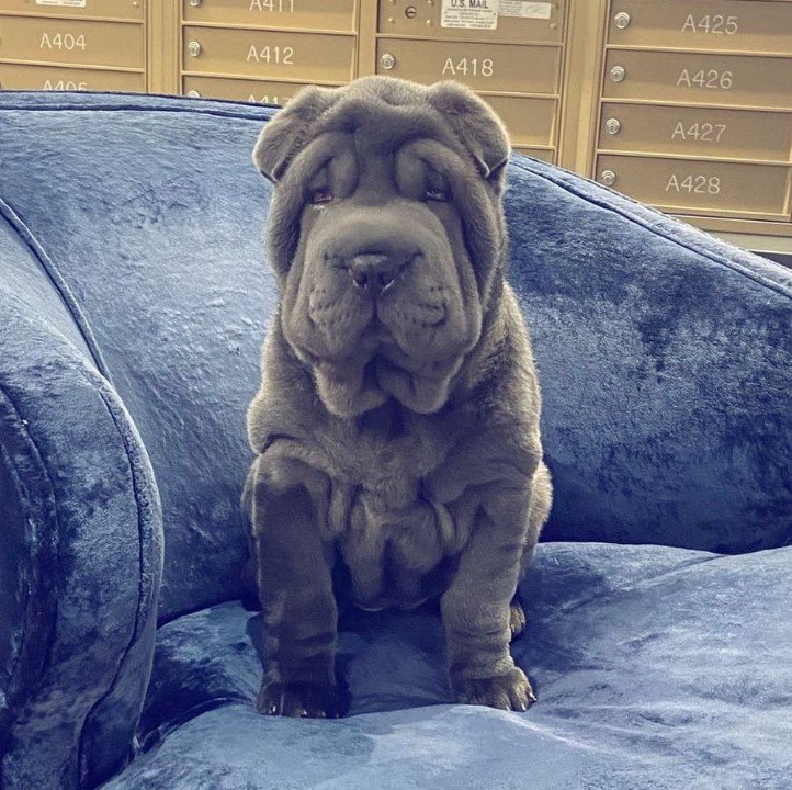 Wrinkled puppy with loyal expression