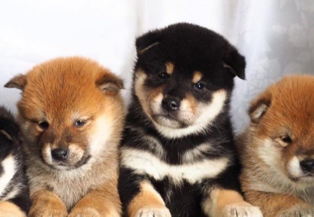 Alert and spirited puppy