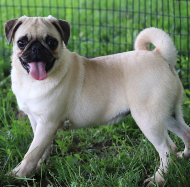 Charming small puppy with expressive face