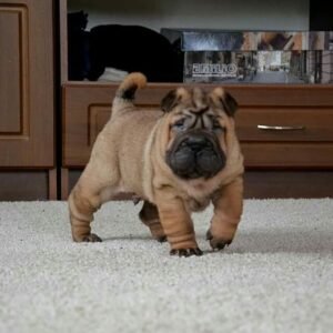 teddy male shar pei puppy
