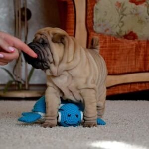 wendy female shar pei puppy