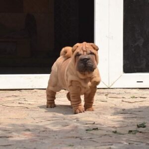 chloe female shar pei puppy