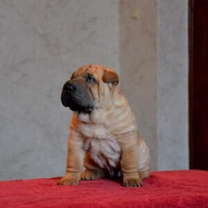 charlie male shar pei puppy