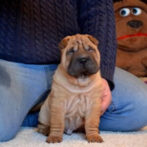 chewy female shar pei puppy