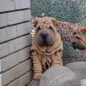 bray male shar pei puppy