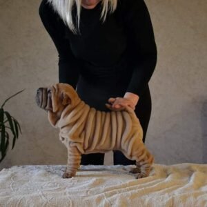 brayton male shar pei puppy