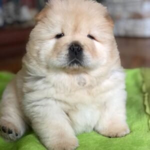 bailey female chow chow puppy
