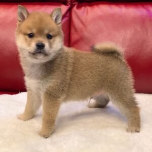 boron male shiba inu puppy
