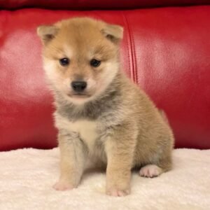 jabu male shiba inu puppy