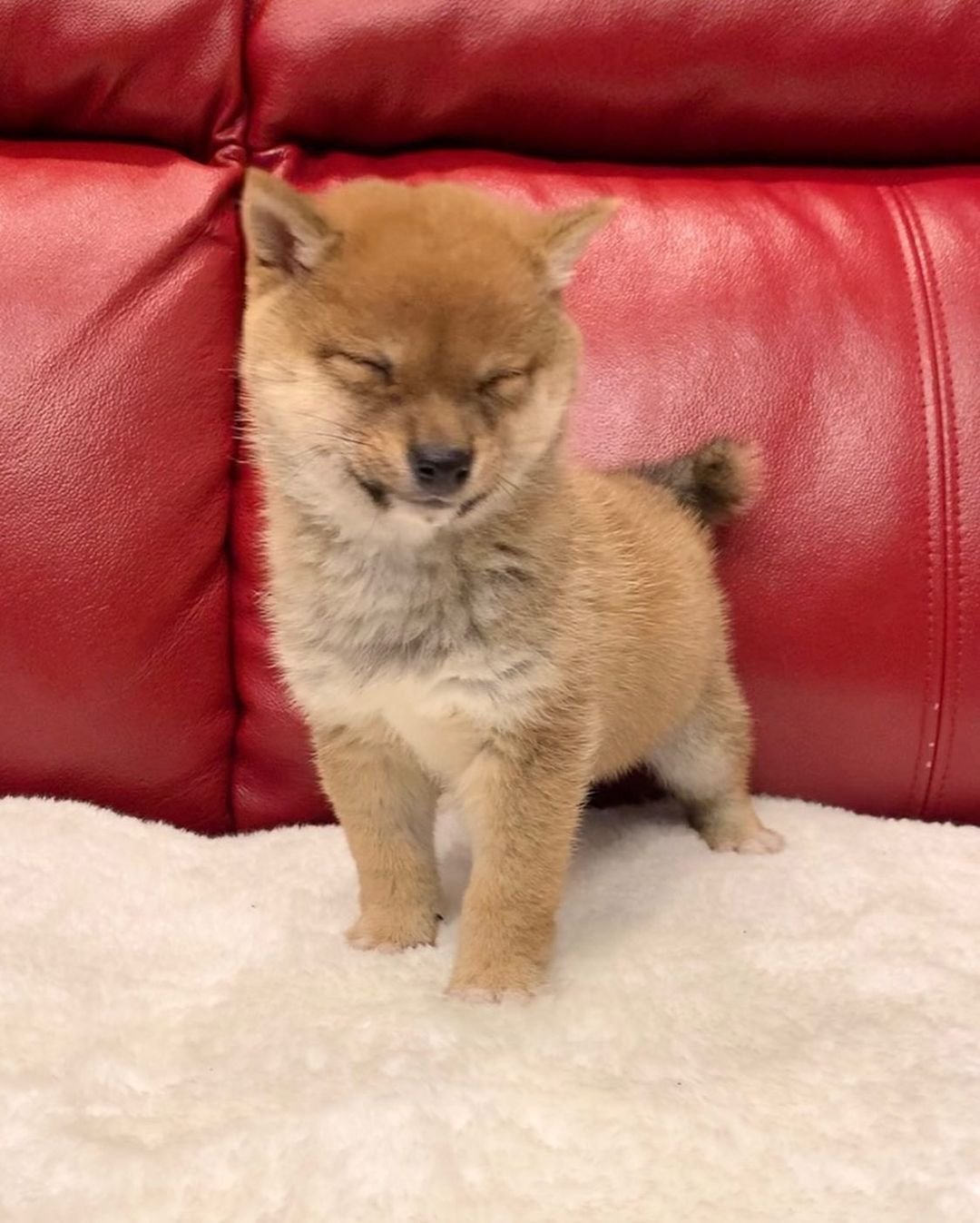 keila female shiba inu puppy keila female shiba inu puppy