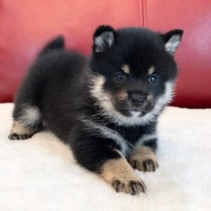 larry male shiba inu puppy