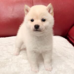 leila female shiba inu puppy