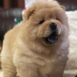 louie female chow chow puppy