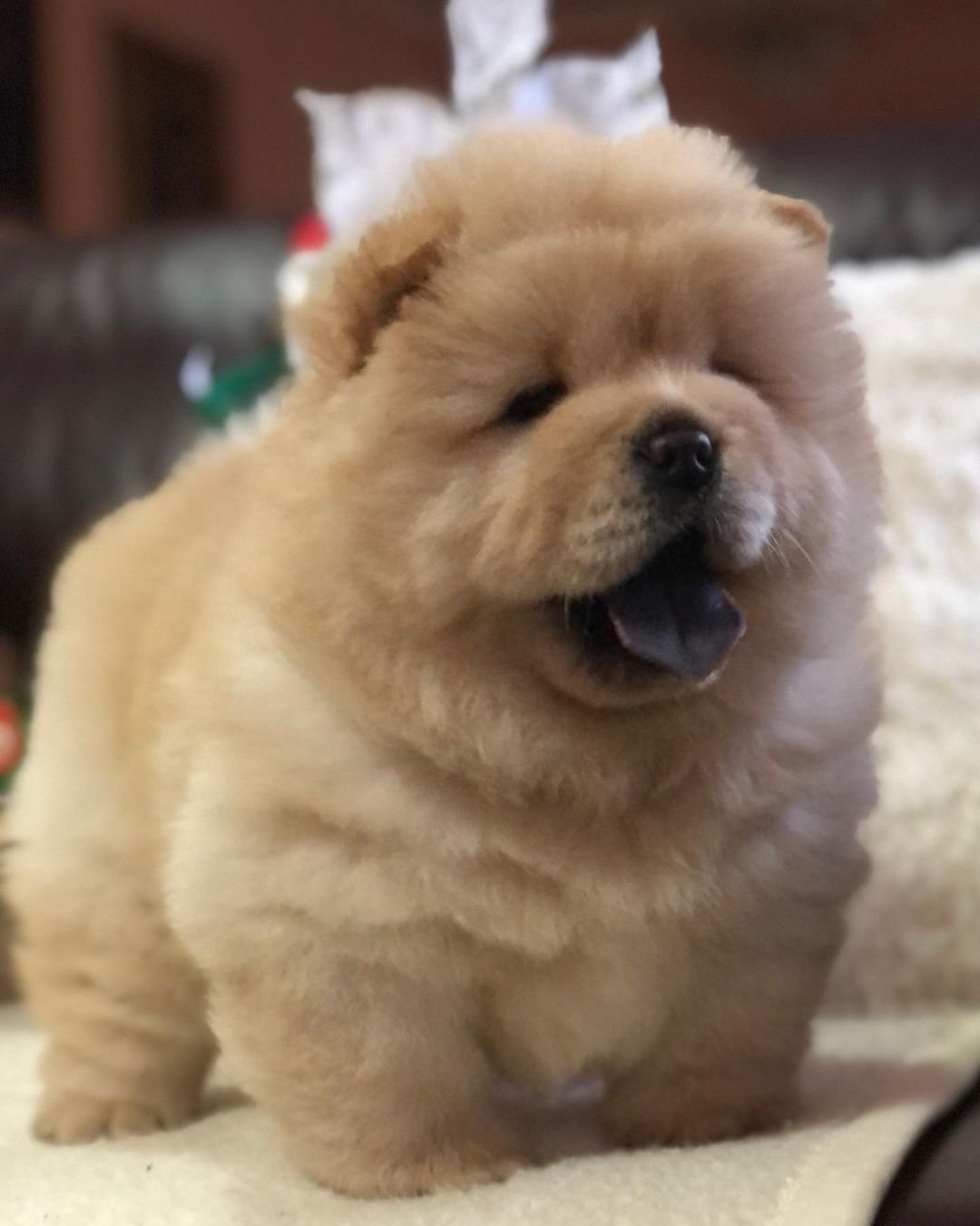 louie female chow chow puppy louie female chow chow puppy