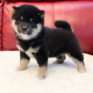 mandy female shiba inu puppy
