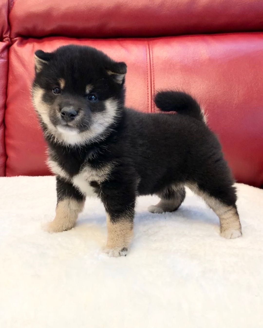 mandy female shiba inu puppy mandy female shiba inu puppy