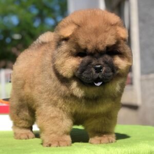max female chow chow puppy