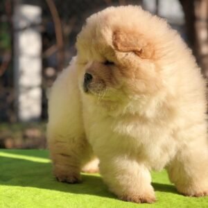 molly female chow chow puppy