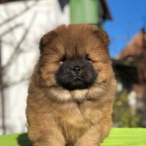 rosie female chow chow puppy