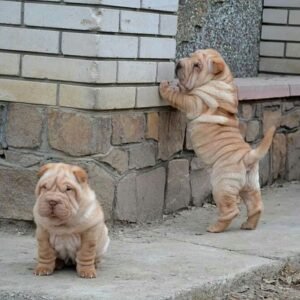 sophie female shar pei puppy