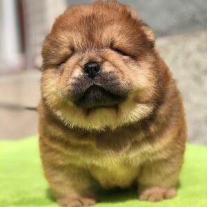 zoe female chow chow puppy