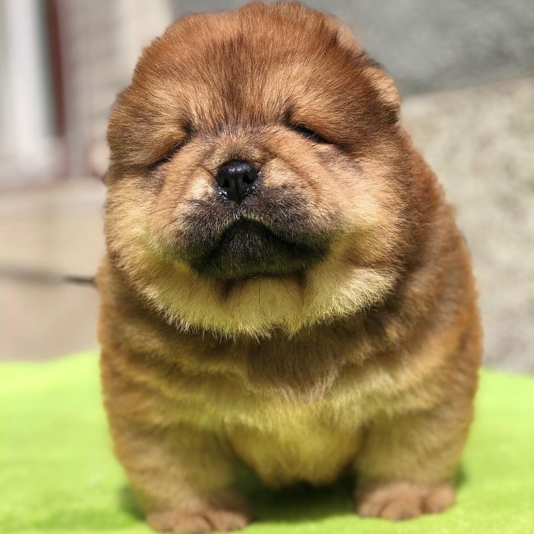 zoe female chow chow puppy zoe female chow chow puppy