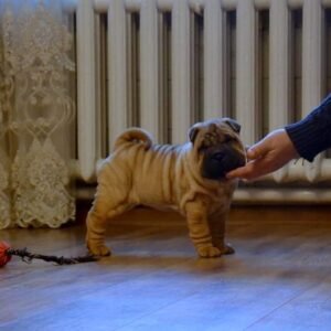 lily female shar pei puppy